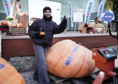 FOTO: 443 kilogrami! Latvijas lielākā ķirbja čempionātā noskaidrots šī gada smagākais ķirbis 