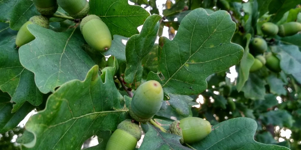 Jaunjelgavas ozolu plantācijā zaļo 600 selekcionētu ozolu.