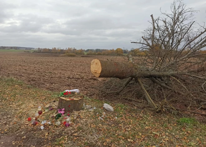 FOTO: Lizuma pagastā nozāģēts koks, kurā ar auto ietriecās un dzīvību zaudēja jaunieši