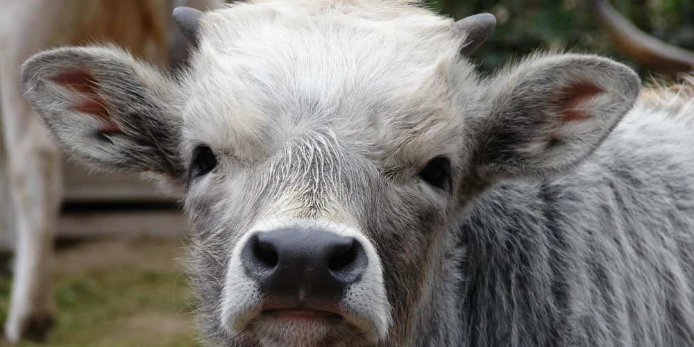 Pēdējā iespēja šogad ir aplūkot Ungārijas stepju govis, pundurēzeļus, pekarus, jakus, kiangus un Fazanārija iemītniekus. 