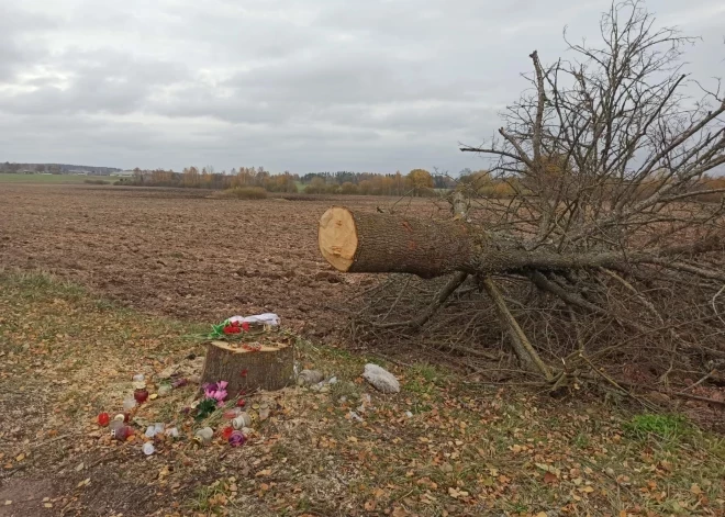 В Лизумской волости срубили дерево, в которое месяц назад врезались на машине и погибли молодые люди