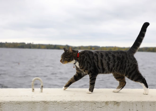 "Kaimiņiene baro manu kaķi ar vistu un ved pie veterinārārsta!" Kaķa klaiņošana neliecina par sliktu saimnieku, norāda zoopsihologs