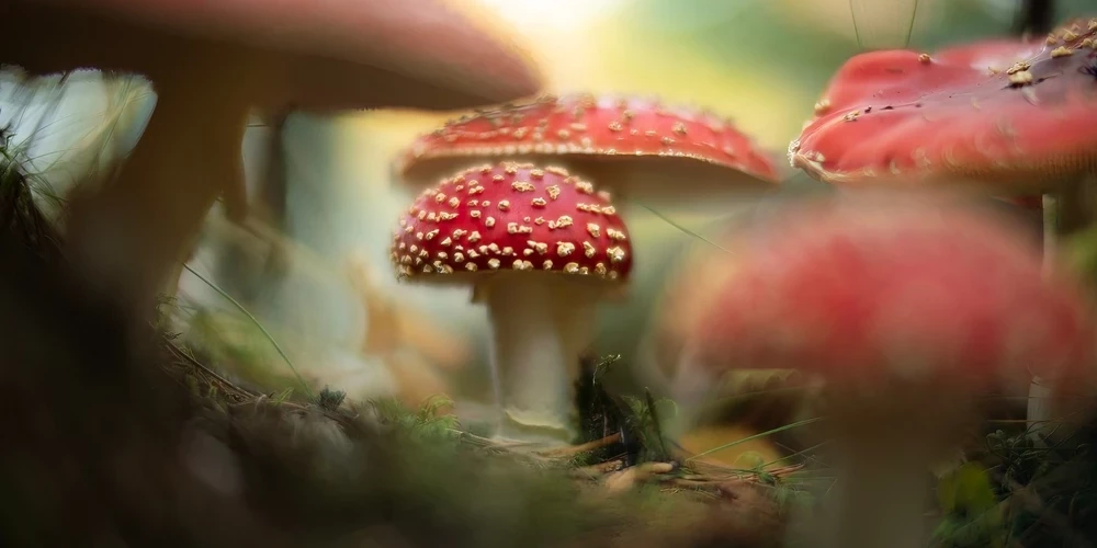 Vai "tautas dziedniekam" nāksies atbildēt par savu ieteikumu? - Diez vai!