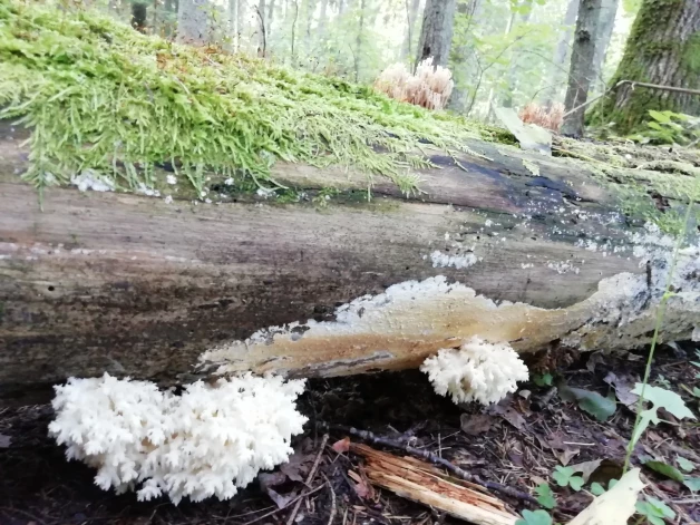 Koraļļu dižadatene un Lapkoku svečtursēne