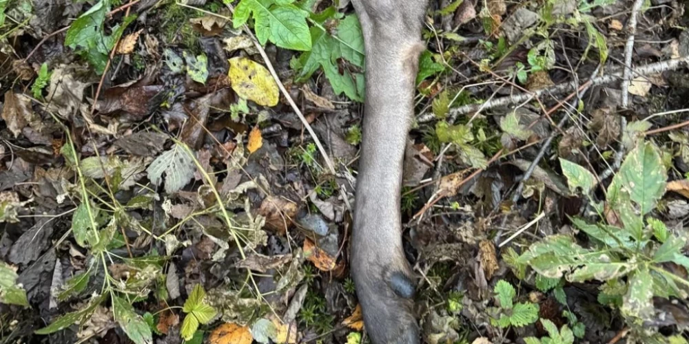 Nepatīkamais atradums mežā Ropažu pusē.