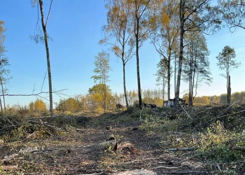 Aizkraukles pagasta iedzīvotājiem sažņaudzas sirds lūkojoties uz izcirsto birstaliņu mežā pie Dzeņiem: tur ne tikai nogāzti koki, bet arī „nolīdzināta” īpaši aizsargājamo lakšu audze.