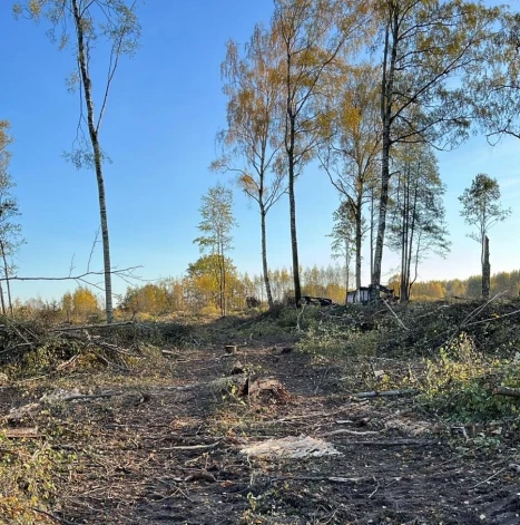 Aizkraukles pagasta iedzīvotājiem sažņaudzas sirds lūkojoties uz izcirsto birstaliņu mežā pie Dzeņiem: tur ne tikai nogāzti koki, bet arī „nolīdzināta” īpaši aizsargājamo lakšu audze.