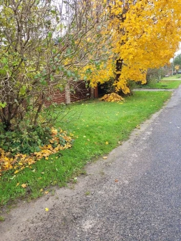 Jelgavnieces Guntas fiksētais pārkāpums – nenogrābtās kļavlapas.