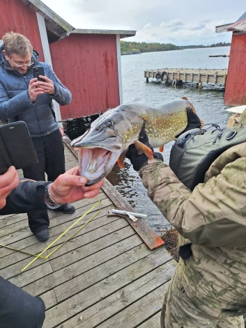 Lūk, tādi “zvēri” dzīvo Somijas ūdeņos! Šī 7,5 kilogramus smagā līdaka piecas reizes laivai apskrēja apkārt, līdz tika izvilkta no ūdens.