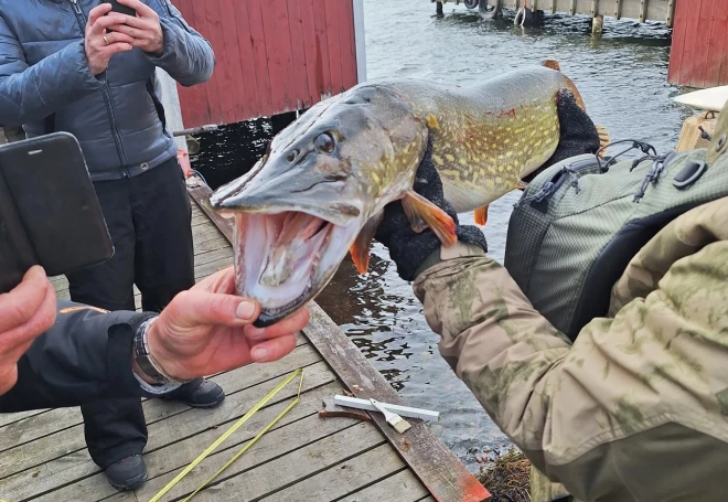  Вот такие “монстры” живут в водах Финляндии! Эта щука весом 7,5 килограмма пять раз обогнула лодку, прежде чем была вытащена из воды.