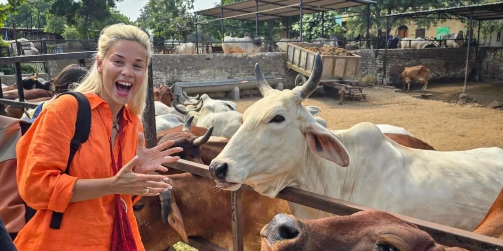 Dziedātāja Samanta Tīna otrreiz mūžā pabijusi Indijā, kur, kā zināms, govis tiek uzskatītas par svētām. Arī mūsu mūziķe pieredzējusi neparastas izjūtas, atrodoties Indijas govju tuvumā.