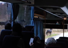 Autobusa pasažieri piedzīvojuši negaidītu pārsteigumu.