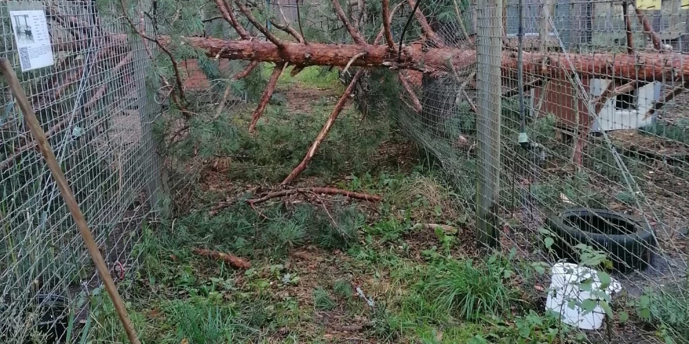 Vētrā cietuši dzīvnieku patversmes "Ulubele" voljēru žogi.