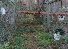 FOTO: vētras laikā bojāti dzīvnieku patversmes "Ulubele" voljēru žogi