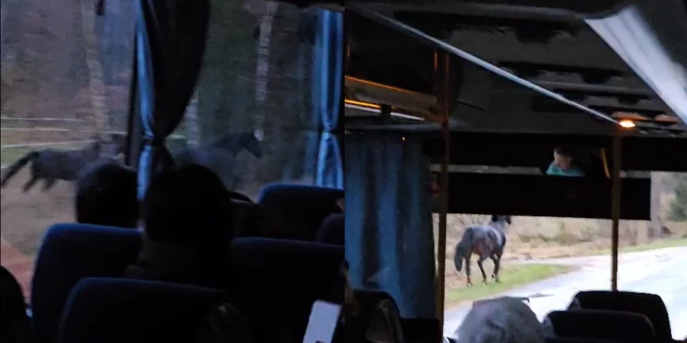 Лошади сбежали из мини-зоопарка "Alpu zirgi".