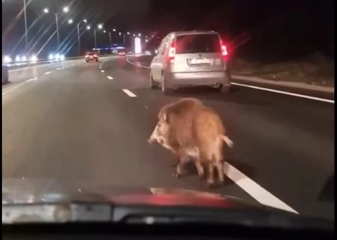 ВИДЕО: кабан решил прогуляться по Юрмальскому шоссе