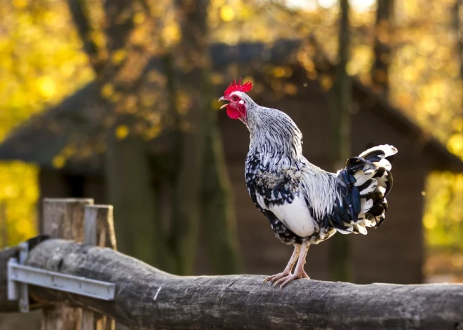 "Ja Mārtiņdienā salst, Ziemassvētki būs silti!" Interesanti Mārtiņdienas ticējumi, kuru patiesumu var pārbaudīt dzīvē