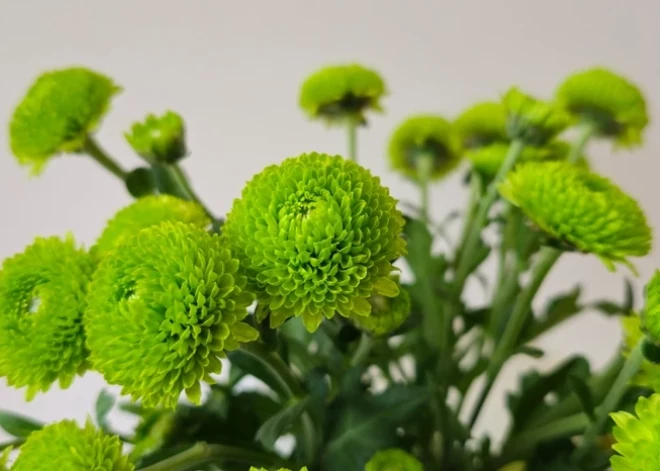 Šonedēļ populārākie vārdi – Jevgeņijs un Uģis