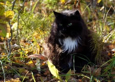 Novembra pirmās puses vidējā gaisa temperatūra valstī sasniedza +6,2 grādus.