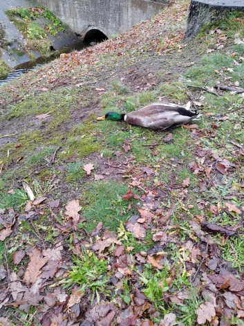 Facebook/ grupa "Mārupe info".