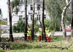 В Кекаве из-за пешеходной и велодорожки хотят вырубить березы, дубы, липы и клены