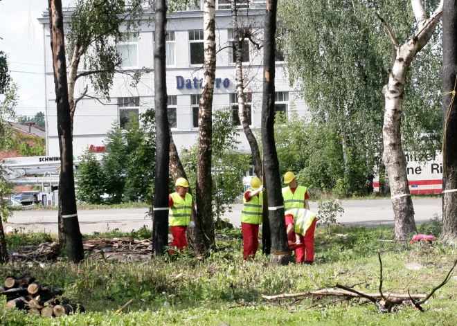 В Кекаве из-за пешеходной и велодорожки хотят вырубить березы, дубы, липы и клены