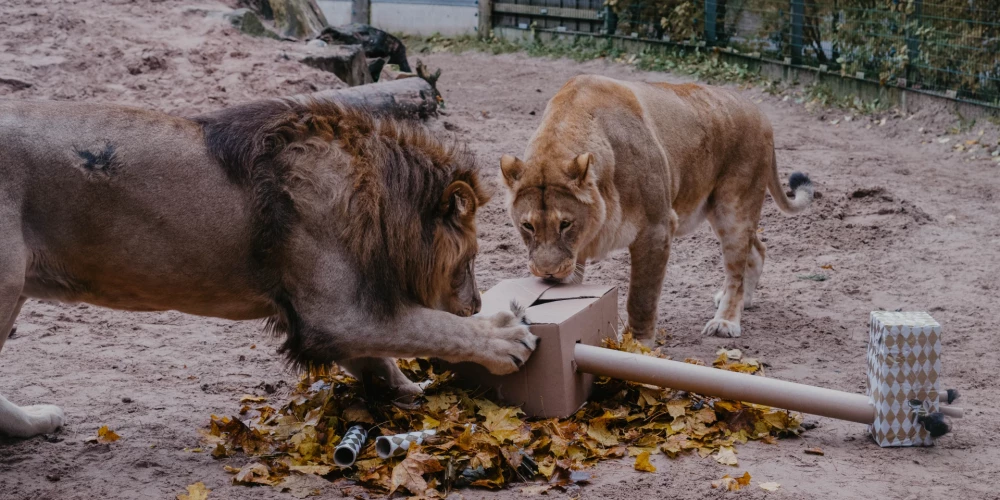 Foto: Rīgas Zooloģiskais dārzs. 