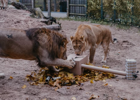 Foto: Rīgas Zooloģiskais dārzs. 