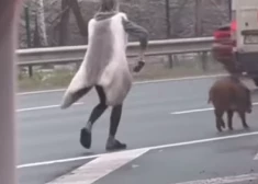 VIDEO: kāda drosmīga dāma no Jūrmalas šosejas cenšas nodzīt mežacūku