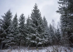 FOTO: izraudzīta Rīgas galvenā Ziemassvētku egle 