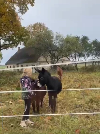 2015. gadā Daiga Talsu novada Kabiles pagastā nopirka mājas “Zaļumi-1”. Viņa deva naudu, bet uz izsoli devās vīramāte. Daigai bija ideja īpašumā ierīkot mini zoodārzu. 