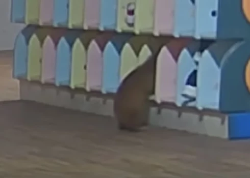 Zebiekste revidē apavu skapīti (ekrānuzņēmums no video)