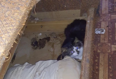 PVD no antisanitāriem apstākļiem izņem 11 kaķus.