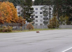 Ādažos un Kadagā trauksmes sirēnas nedzirdēja, jo to nemaz nav. 