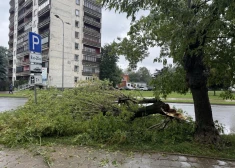 Vētras izpostītā Jelgava.