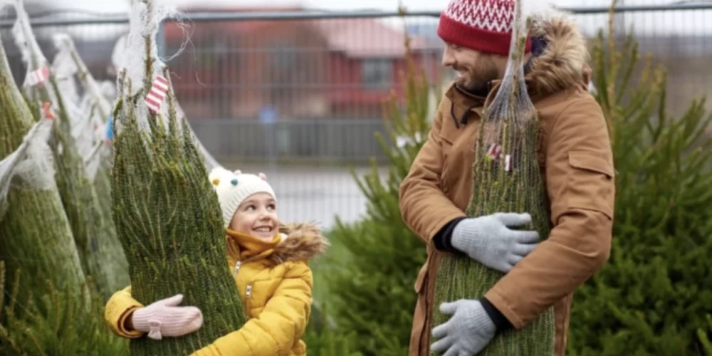 Aptaujātajiem iedzīvotājiem paradumi ir dažādi, taču lielākā daļa izvēlas eglīti mežā necirst patstāvīgi.