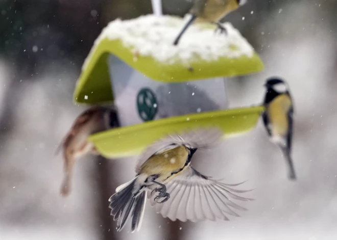 Jaunnedēļ laiks kļūs dzestrāks un iespējama meteoroloģiskās ziemas iestāšanās