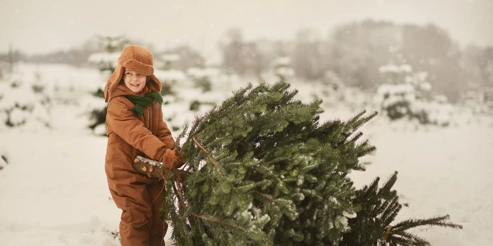 Диаметр ствола елки не должен превышать 10 см, а высота - трех метров. 