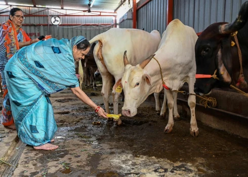 Hinduistiem govis ir svēti dzīvnieki