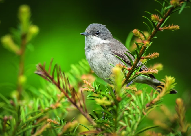 Lai mežā skanētu putnu dziesmas. Kā jārūpējas, lai tās nekur nepazustu