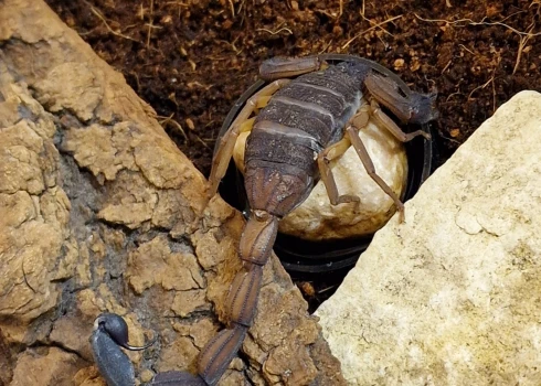 Šobrīd skorpions atrodas karantīnā Rīgas Zooloģiskā dārza Insektārijā. 