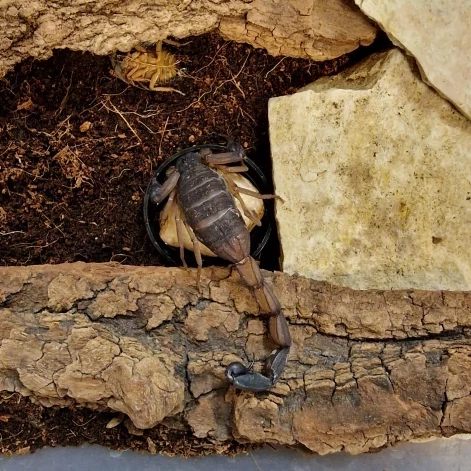 Сейчас скорпион находится на карантине в Инсектарии Рижского зоопарка.