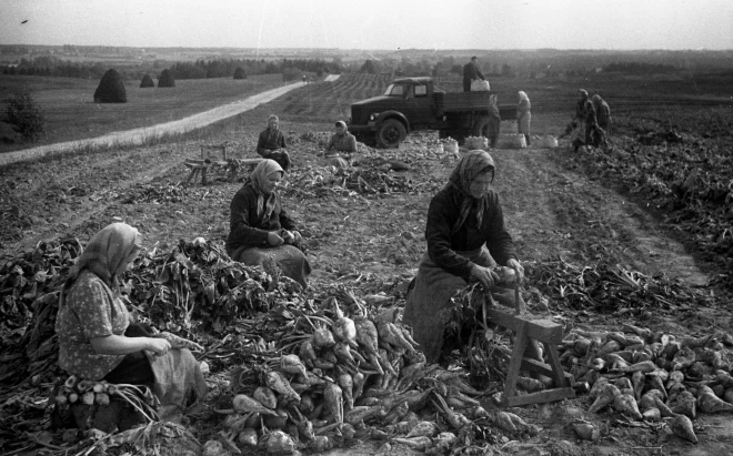 Grīvas rajona lauksaimniecības arteļa Udarņik kolhoznieki novāc cukurbietes. 1951. gads.