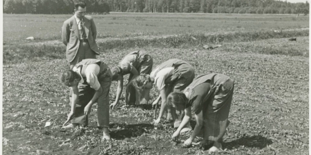 Skolu jaunatni sūtīt uz laukiem un iesaistīt biešu ravēšanā sāka jau Ulmaņlaikos. Šī ir aina no 1939. gada vasaras.