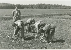 Skolu jaunatni sūtīt uz laukiem un iesaistīt biešu ravēšanā sāka jau Ulmaņlaikos. Šī ir aina no 1939. gada vasaras.