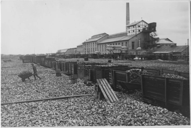 Cukurbiešu izkraušana no vagoniem Liepājas cukurfabrikā. 1936. gads.