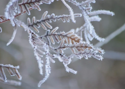 Rīgā tuvākajā diennaktī būs mainīgs mākoņu daudzums, bez nokrišņiem. Pūtīs lēns mainīga virziena vējš. Gaisa temperatūra naktī noslīdēs līdz -3 grādiem, vietām piepilsētā - līdz -7 grādiem. Dienā gaiss iesils līdz -1 grādam.