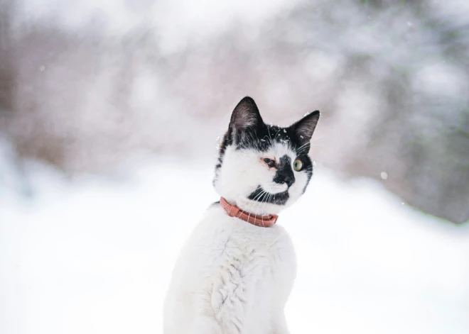 Naktī uz piektdienu gaidāms līdz pat  -9 grādu liels sals