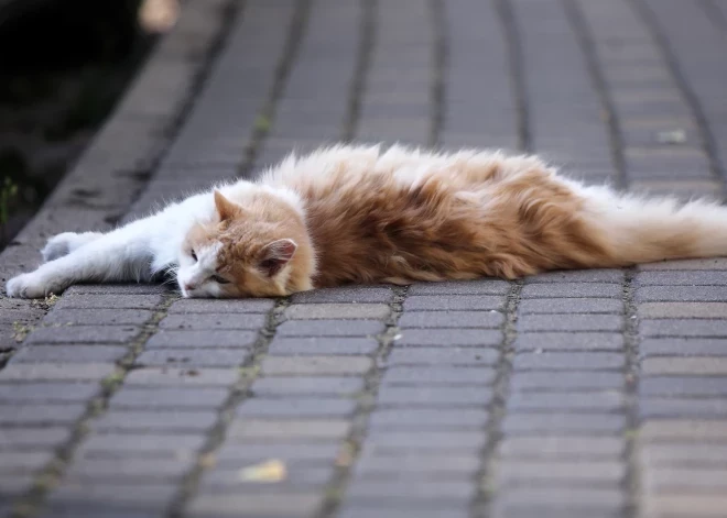 В Кулдигском крае мужчина убил кошку чугунной сковородой: полиция начала уголовное дело