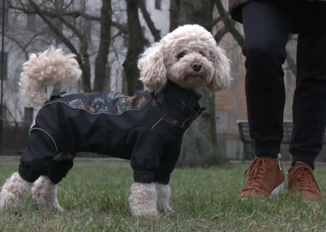 Кристине разочарована - ей не позволили зайти в IKEA с собачкой в закрытом рюкзаке